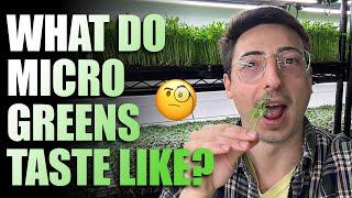 What Do Microgreens Taste Like? With Taste Test