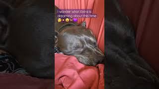 Pitbull dreaming growling barking in her sleep  Rescued dog dreams 