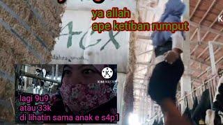 #TKWNDESOCAH ANGON KI BEBASora kuat ngempet 3r0j0l neng kene #DairyFarm #Dailyvlogstkw