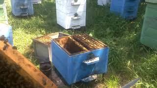 Как пчеловоду вывести свищевую матку высокого качества  Секреты пчеловодства
