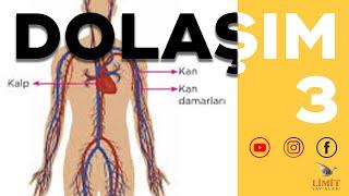 Dolaşım-3  Limit Yayınları & Öğreten Olsa