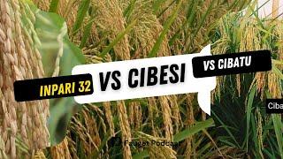 Mana yang lebih unggul? Inpari 32 vs Cibatu vs Cibesi - Hasil akhir bikin kaget