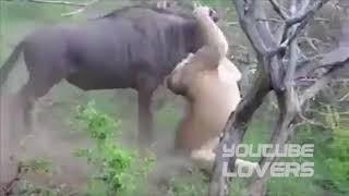 Animals Fights