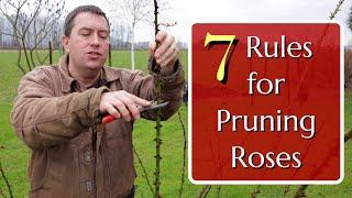 7 Rules for Pruning Roses