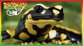  Zoboomafoo 264  World of Legs  Animal shows for kids  Full Episodes  HD 