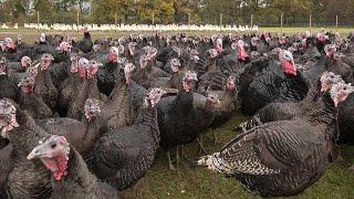 How To Start Commercial Turkey Farming At A Low Cost But Maximize PROFITS  Detailed 2023