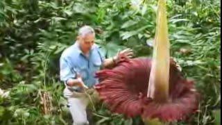 The Biggest Flower in the World  Titan Arum  David Attenborough  BBC Studios