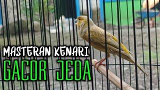 KENARI GACOR JEDA AGAR MUDAH DI TIRUKAN