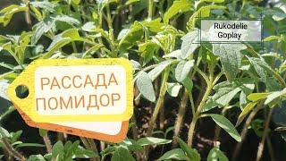 GARDEN РАССАДА ПОМИДОР Какие листья надо убирать у растений