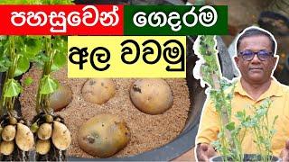 බඳුනක අර්තාපල් වවමුද?  අල වගාව නිවැරදිව  How to grow potato in containers  Ceylon Agri  Epi.288