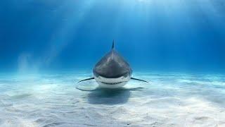 Biggest Sharks and Most Dangerous Ones Documentary Full HD 1080p