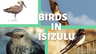 IsiZulu  Names of Birds in Zulu  Motale Matakalatse