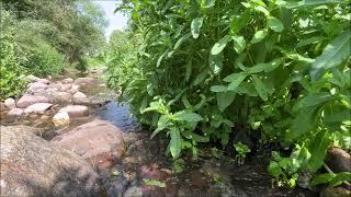 Relax by the small stream.. Nature forest water sounds.. Bird chirping.. Music for study and sleep