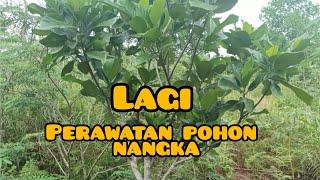 VLOG Hibur IndonesiaPerawatan Pohon Nangka