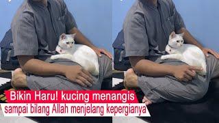 Momen Haru ketika kucing menangis Pamit sambil bilang allahkompilasi kucing lucu#CT