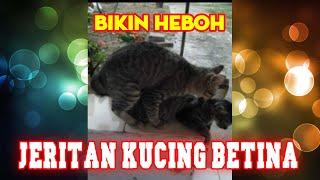 KUCING KAWIN SUARA BETINA MELENGKING - Tonton Videonya