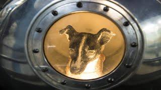 Uzaya Çıkan İlk Köpeğin Kahreden Hikayesi -Köpek Laika