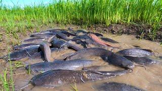best amazing fishing catch a lots of catfish in mud little water by hand a fisherman
