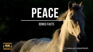  Slowly Clacking Horse Hooves Sounds   10 Hours   For Sleep Calm  Bonus Facts