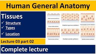 What are Tissue Tissue of human body  Human Anatomy Lectures   Tissues In Urdu  BSN Lectures