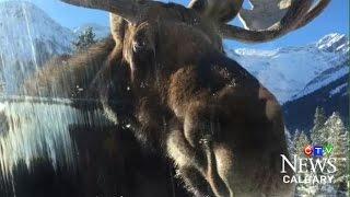 Caught on Cam Moose licking salt off vehicles in Alberta