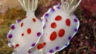 Most Amazing Nudi Branchs of Thailand #1  Underwater HD video by Freedom Divers Phuket