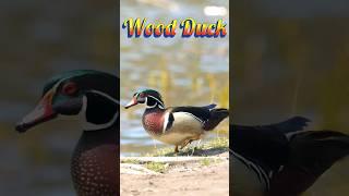 Wow Check Out This Stunning Wood Duck 美洲鴛鴦 #woodduck #duck #鴛鴦