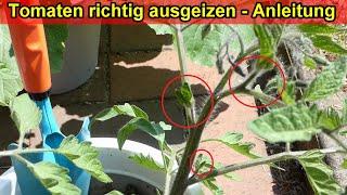 Tomaten ausgeizen Video Anleitung - Tomaten Triebe schneiden - Geiztriebe erkennen & entfernen