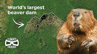 This Beaver Dam is So Huge You Can See It from Space  Climate Heroes