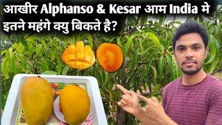 आखीर Alphanso & Kesar आम India मे इतने महंगे क्यु बिकते है?