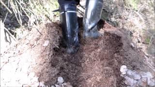 Rubber boots vs. ant hill