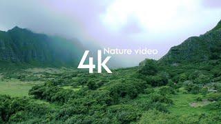 4K nature video  forest nature WhatsApp status  Good Morning mountain WhatsApp status 