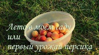 Лето в моем саду или первый урожай персика  Ильинцы Іллінці