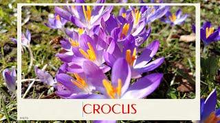 calm journey into the realm of beautiful crocus flowers crocus tour