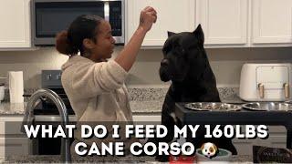 What I Feed My 160lbs Cane Corso 