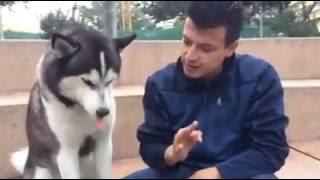 El perro mas inteligente del mundo