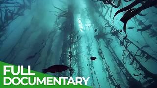 The Big Blue - Ocean Stories from Down Under  Episode 4  Free Documentary Nature