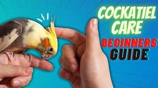 How to take care of a cockatiel Tips for new bird owners