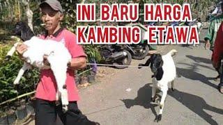 harga kambingharga kambing kaligesingseptember 2019pasar kaligesing indonesia