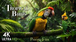 Tropical Birds - Life Of Birds In RainForest  Scenic Scenes OF Jungle  Relaxing Scenic Cinema