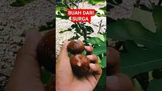 buah tin atau buah surga #youtubeshorts #buahtin #berkebun