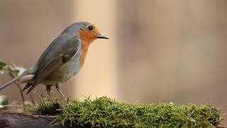 Bird Feeding Free Background Video of Bird