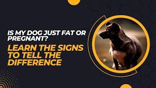 Is My Dog Just Fat or Pregnant? Learn the Signs to Tell the Difference