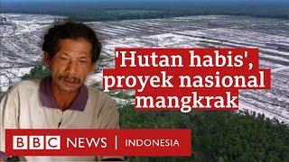 Food Estate Hutan habis ribuan hektare kebun dan sawah gagal panen - BBC News Indonesia