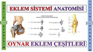 4-Eklem Sistemi Anatomisi Sferoid Eklem Trokoid Eklem Plana Eklem Elipsoid Eklem Trokoid Eklem