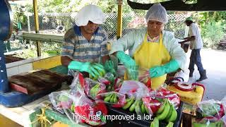 How Fairtrade supports Banana farmers