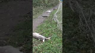 Grandad takes family hunting rabbits. Full video on channel.