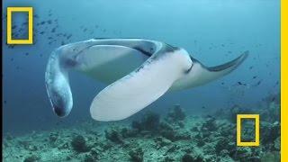 Feeding Frenzy Manta Rays in the Maldives  National Geographic