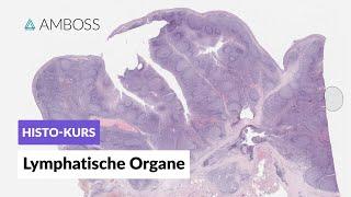 Histologie Lymphatische Organe Lymphknoten Milz Tonsillen GALT Thymus - AMBOSS Video