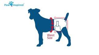 How to Put on a Dog Diaper and Choose the Right Size?